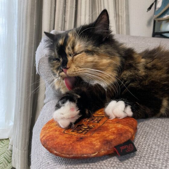 その他の猫種　手ペロペロ