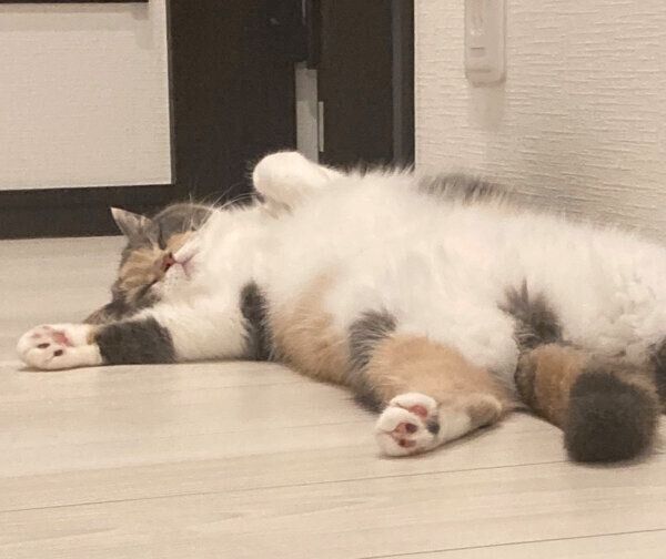 幸せそうに眠るちゃんぽんちゃん