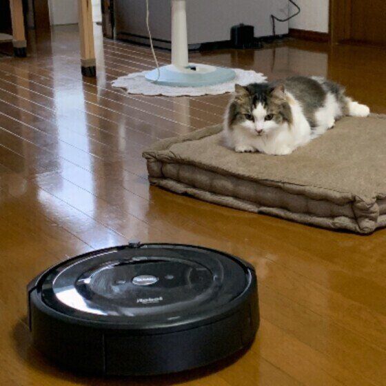 掃除ロボットが少し怖い猫