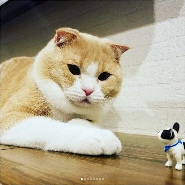 ワンコのおもちゃと戦うニャンコ