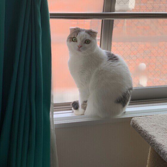 窓枠に乗る定春ちゃん（スコティッシュフォールド）