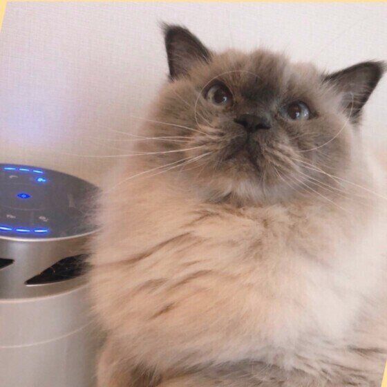 見つめるヒマラヤン