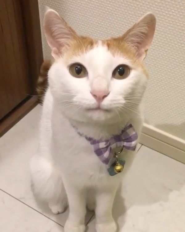 舌をペロペロする猫