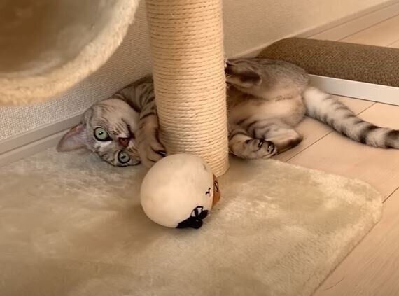 猫　マロちゃん