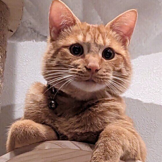 茶トラの獅丸くん