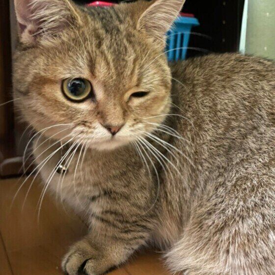 ミヌエットのモナカちゃん