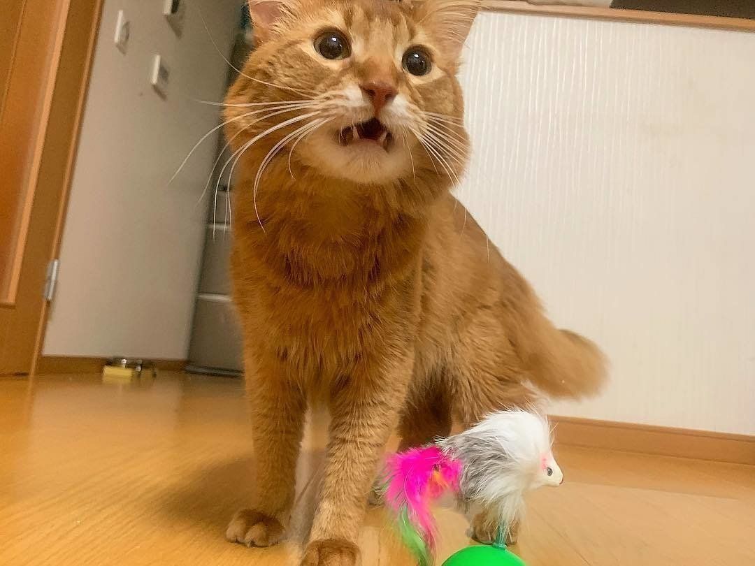 おもちゃにフレーメン反応を示すソマリ