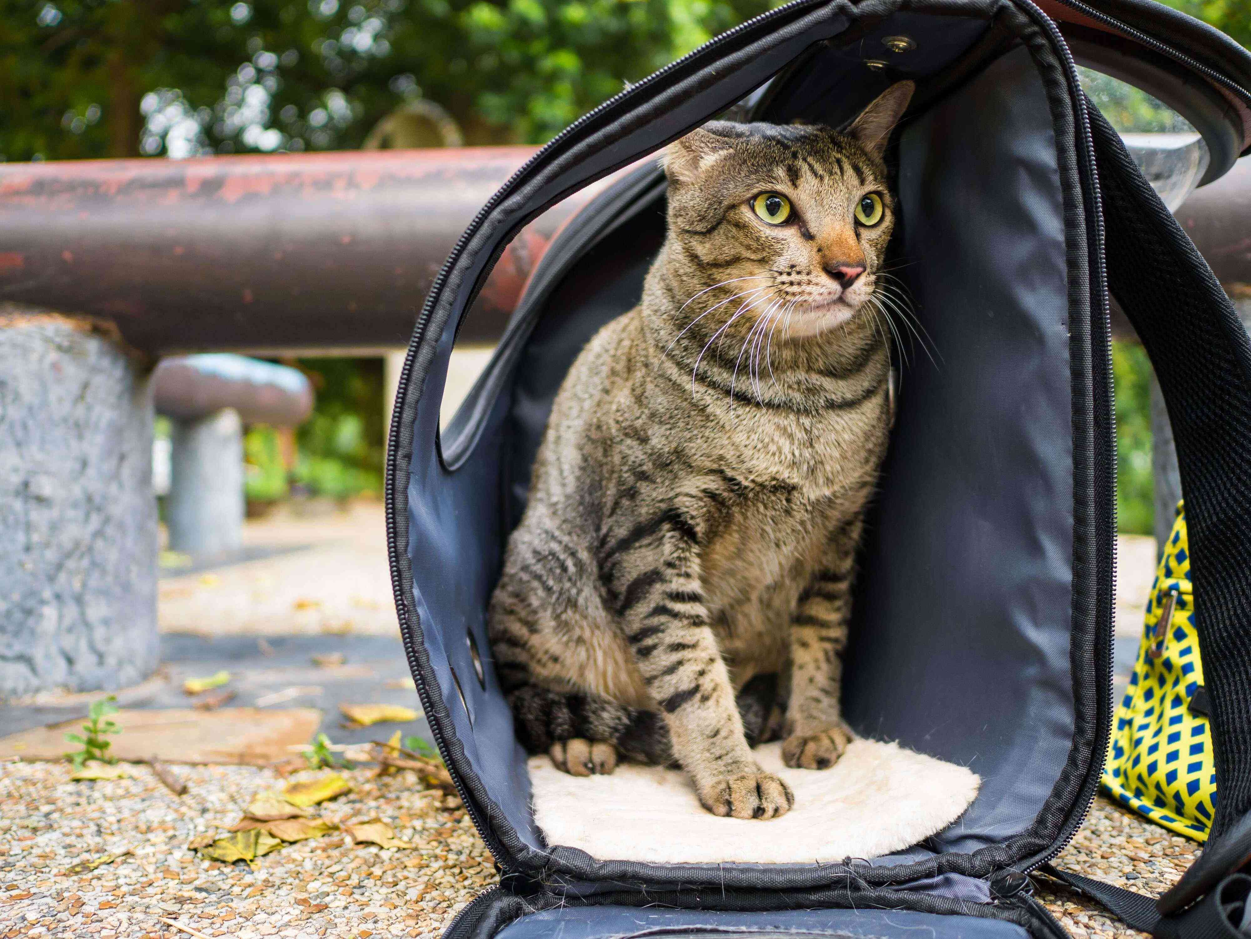 画像／iStock、Getty Images Plus