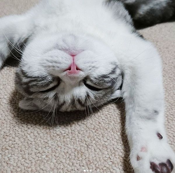 眠るスコティッシュフォールド