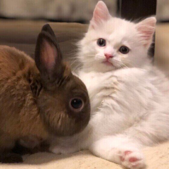 うさぎと遊ぶ白い子猫