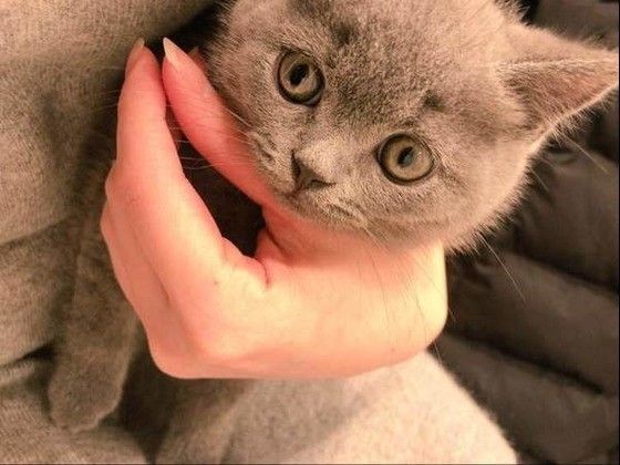 見つめるブリティッシュショートヘア