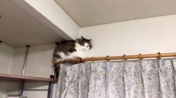 カーテンレールから降りれなくなる猫
