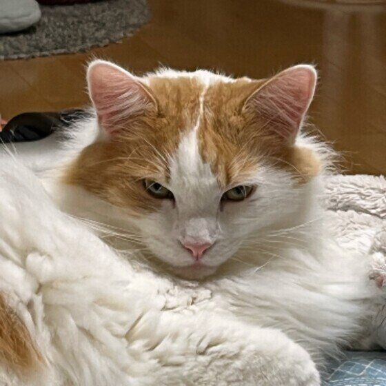 見つめるノルウェージアンフォレストキャット