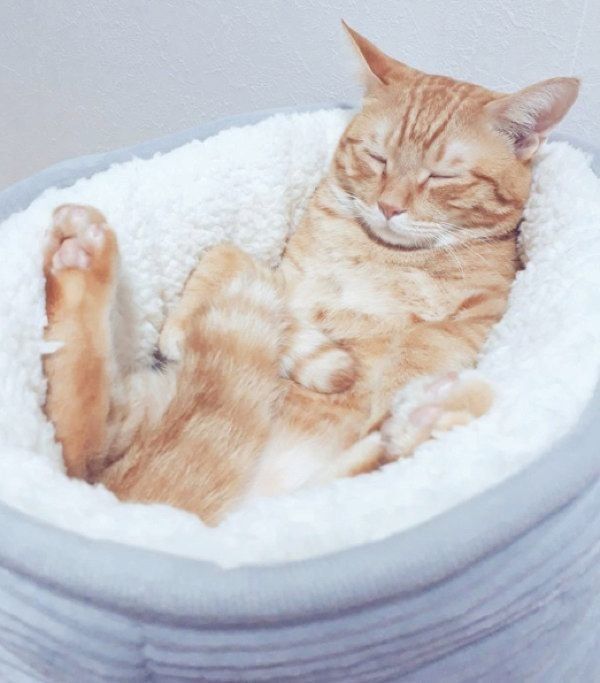 猫ベッドでくつろぐ茶トラ