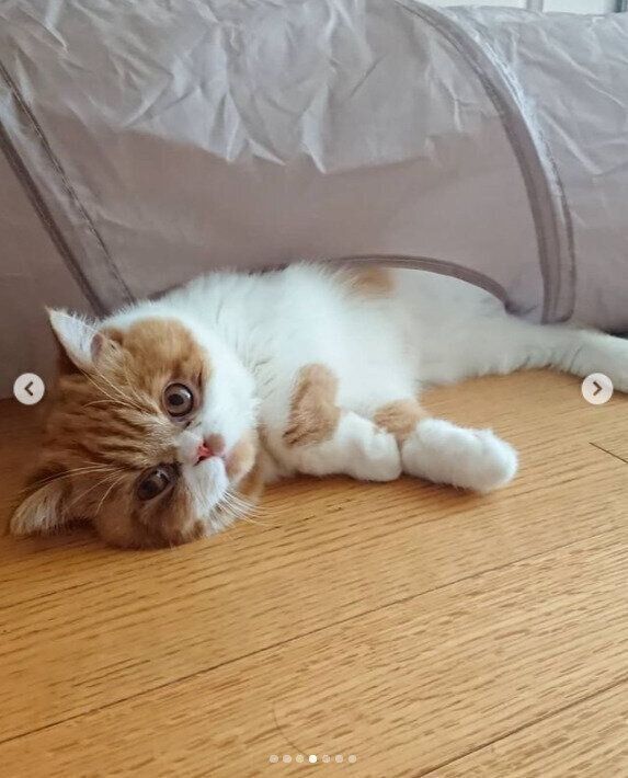 キャットトンネルに入るミリちゃん