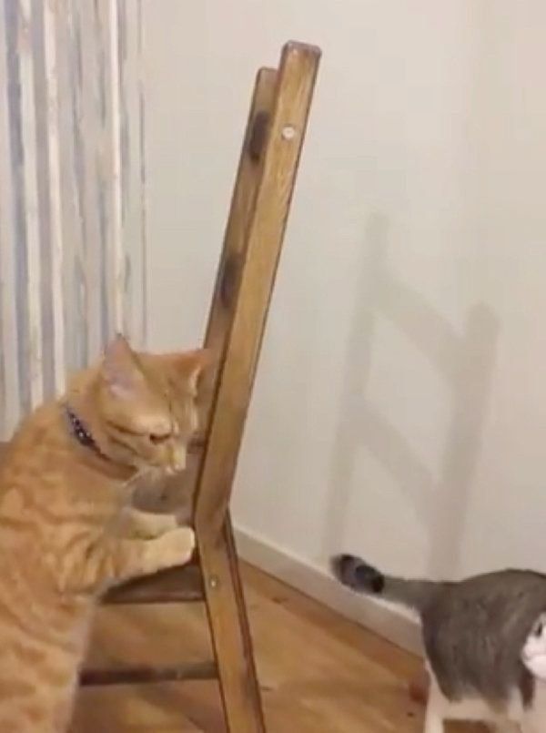 その場から逃げるつみれちゃん