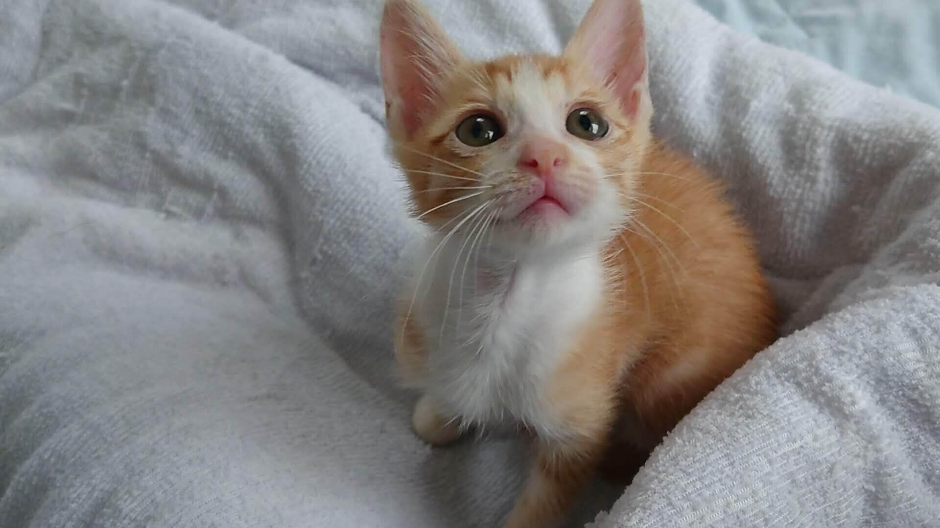 毛布の上に座る直虎ちゃん