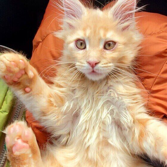 くつろぐメインクーン