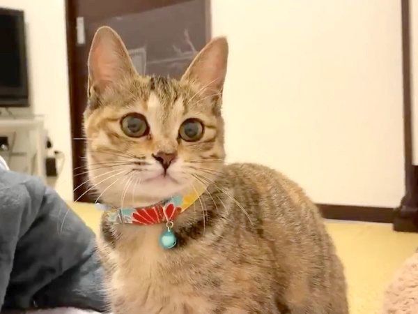 見つめるしじみちゃん