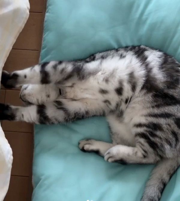 横着して爪とぎする猫