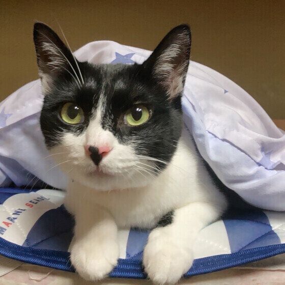 布団に入る黒白猫