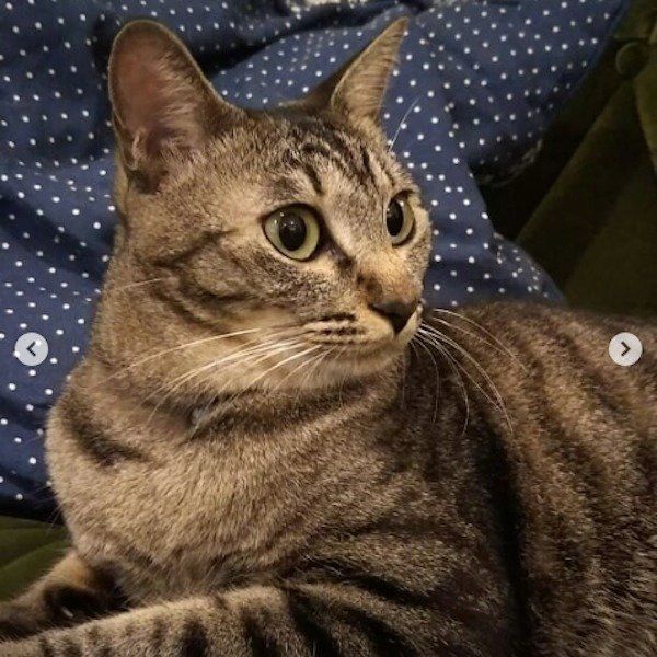 引き出しを開けるニャンコ