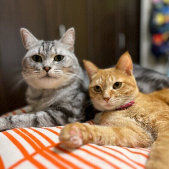 猫と並ぶうにくん（ミヌエット）