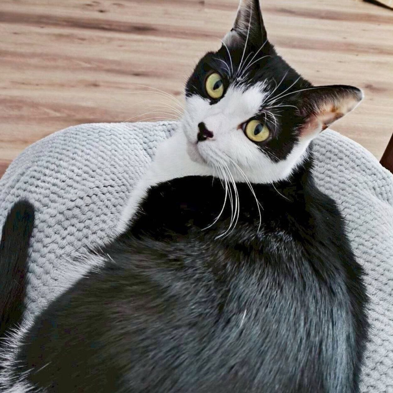 「ナデナデ待ち」のおそのさん