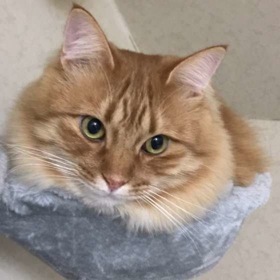 くつろぐ茶トラ