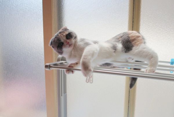 バランス感覚がすごい猫