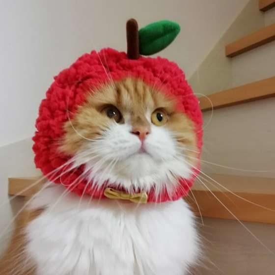 かぶりものをかぶるスコティッシュフォールド・ロングヘア