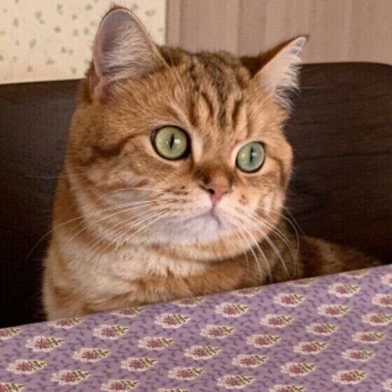 ブリティッシュショートヘアのレオくん