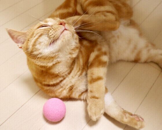 耳をカキカキする猫