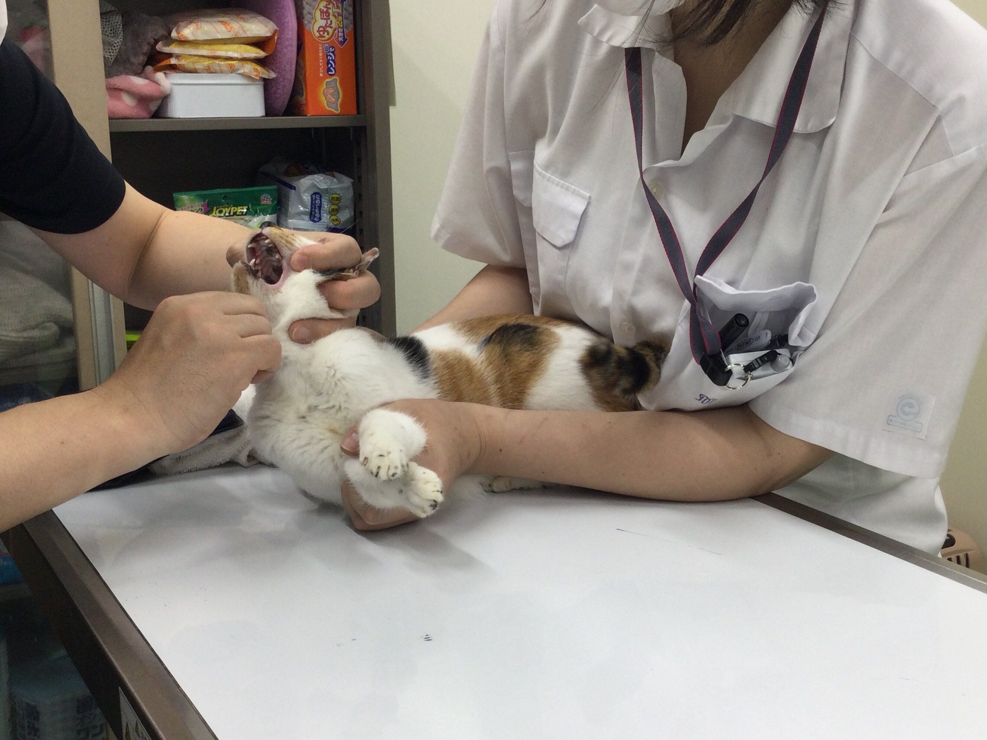 写真提供／神奈川県動物愛護センター
