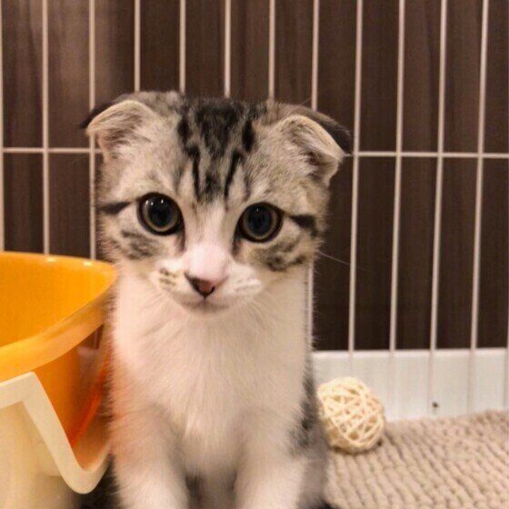 見つめるスコティッシュフォールド