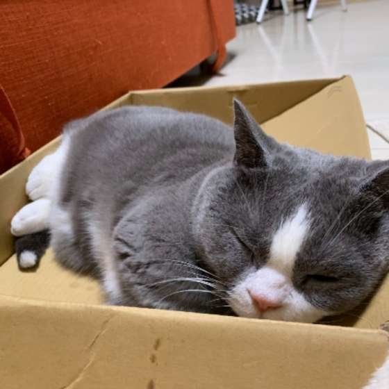 ジェラくん マンチカン