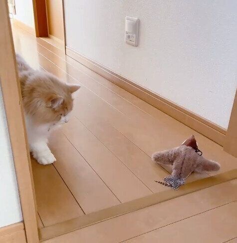 ゆっくりと前足を動かしてリビングに入ろうとするまゆちゃん