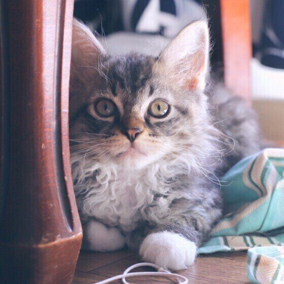 ラパーマのエドワードくん