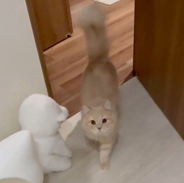 飼い主さんのあとをついてくるつきみくん