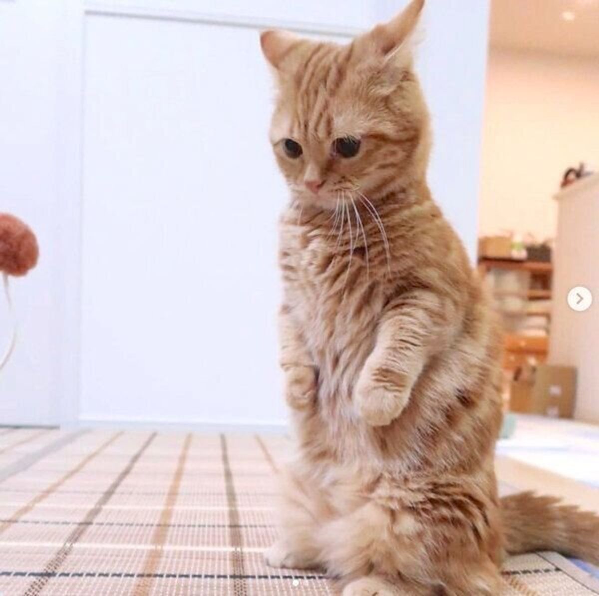 なぜか イカ耳最上級 の猫 飼い主が明かす理由に愛おしさが倍増する ねこのきもちweb Magazine なぜか イカ耳最上級 の猫 飼い主が明かす理由に愛おしさが倍増する ねこのきもちweb Magazine