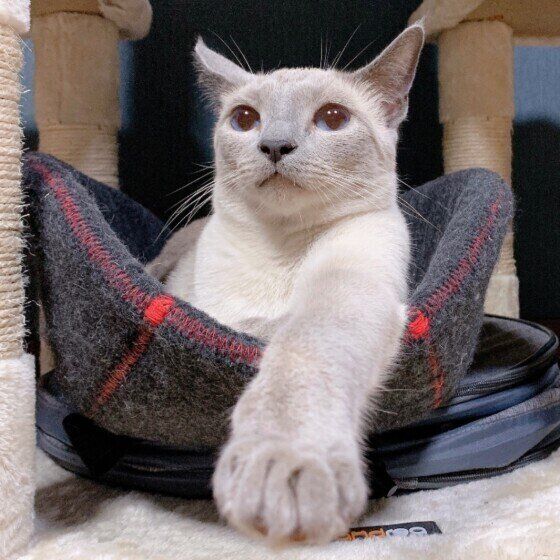 ロシアンブルーのシエルちゃん