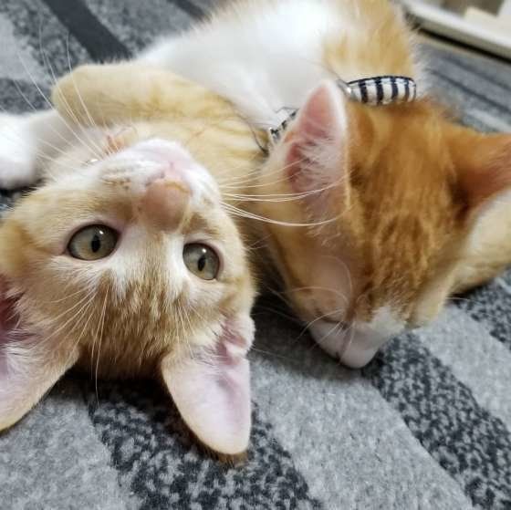 茶トラのぐらちゃん