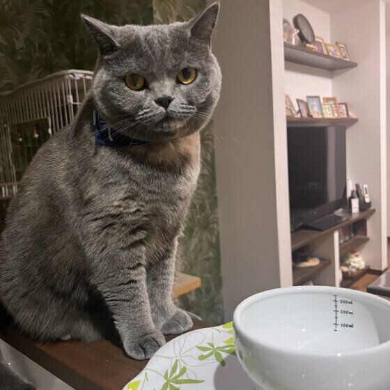 ブリティッシュショートヘアのオハナちゃん