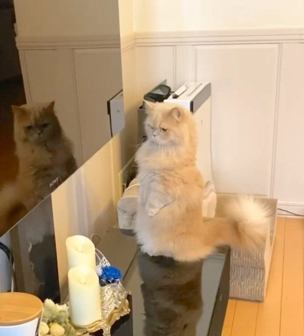 テレビを不思議そうに見つめるベルちゃん