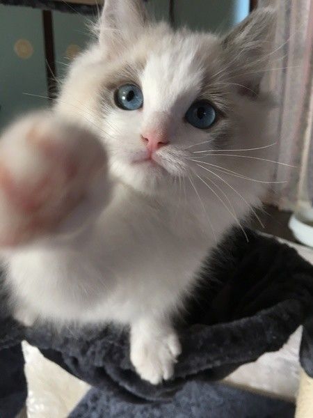 前足を伸ばしたラグドール