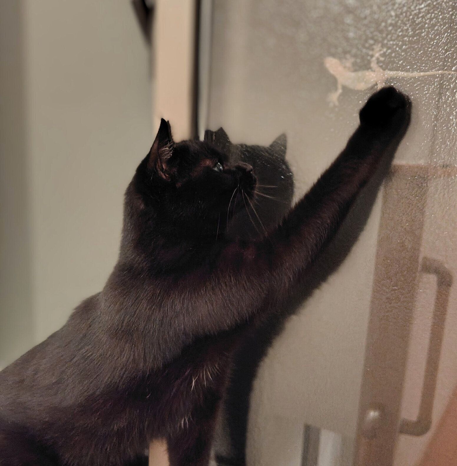 窓の外にいるヤモリに猫パンチするくまこちゃん