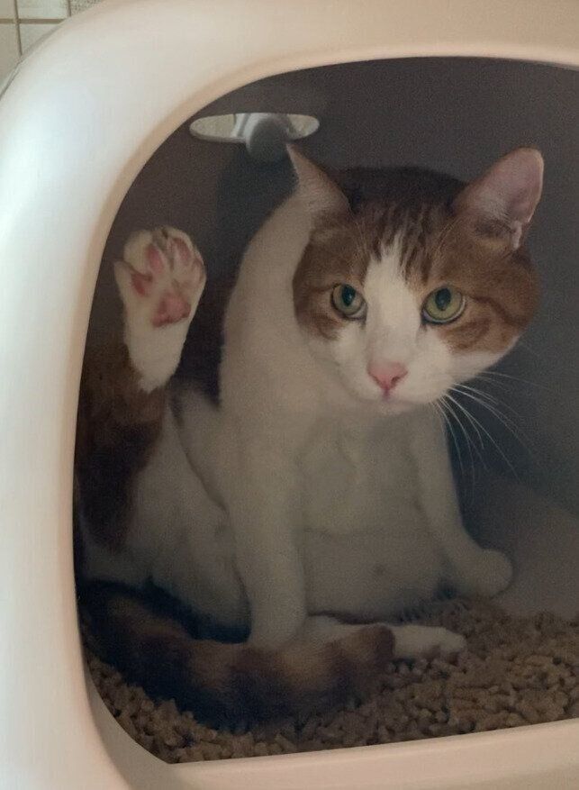 トイレの中に座っている推定5～6才の猫