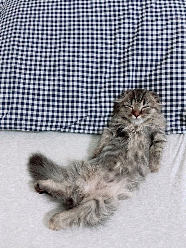 体をくねくねと曲げて眠るはまちくん