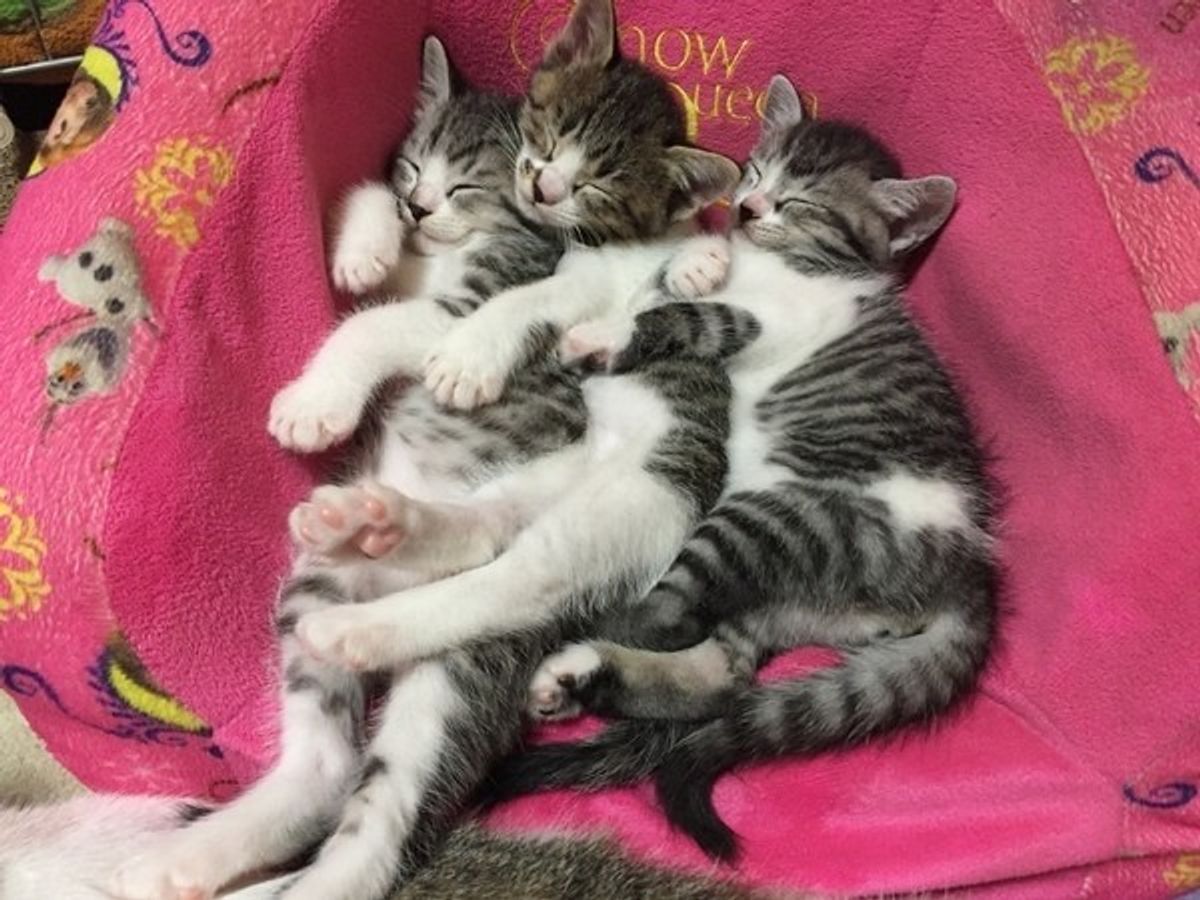 猫にまつわる夢は吉兆 飼い主さんが見る 猫夢 について迫ります ねこのきもちweb Magazine 猫にまつわる夢は吉兆 飼い主さんが見る 猫夢 について迫ります ねこのきもちweb Magazine