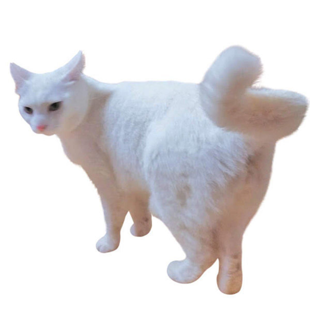 日本に短いしっぽの猫が多いワケって 珍しっぽ に迫る ねこのきもちweb Magazine 日本に短いしっぽの猫が多いワケって 珍しっぽ に迫る ねこのきもちweb Magazine